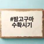 밤고구마 수확시기