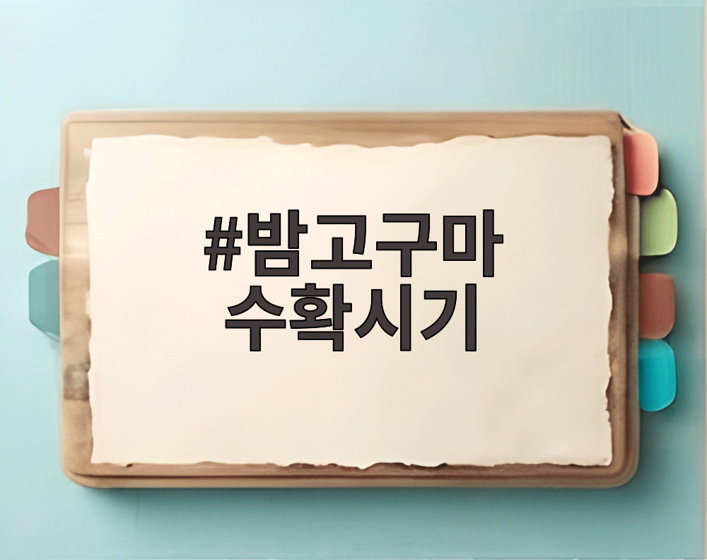 밤고구마 수확시기