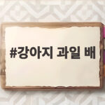 강아지 과일 배 급여 방법과 주의사항 강아지 과일 배
