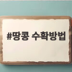땅콩 수확방법