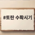 토란 수확시기