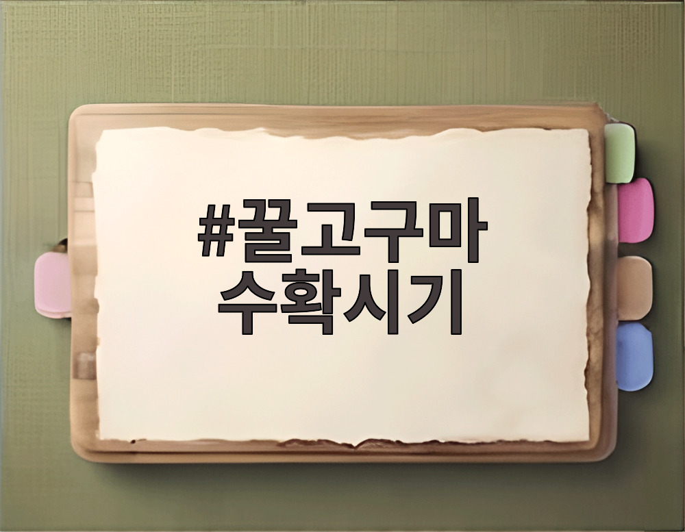 꿀고구마 수확시기