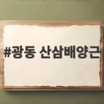 광동 산삼배양근