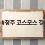 청주 코스모스 길 올해 가을 만개 시기와 인생샷 명소 확인하기 청주 코스모스 길