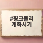 핑크뮬리 개화시기