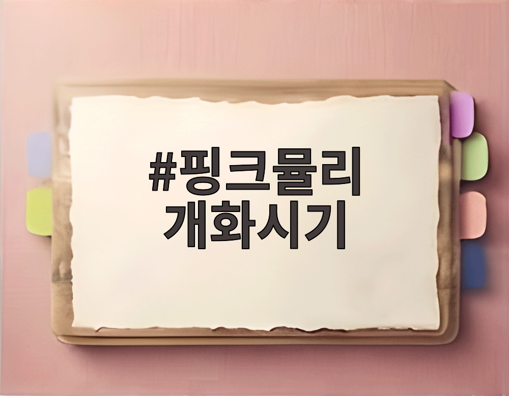 핑크뮬리 개화시기 절정에 핀 분홍빛 핑크뮬리 군락