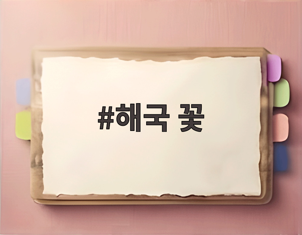 해국 꽃