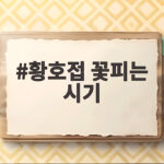 황호접 꽃피는 시기