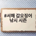 서해 갑오징어 낚시 시즌
