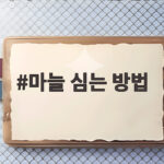 마늘 심는 방법 가을 텃밭에서 성공하려면 이것만 기억하세요 마늘 심는 방법