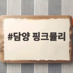 담양 핑크뮬리