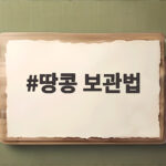 땅콩 보관법 생땅콩과 삶은 땅콩 냉장 냉동 이렇게 다릅니다 땅콩 보관법