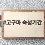고구마 숙성기간