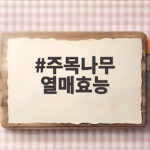 주목나무 열매효능