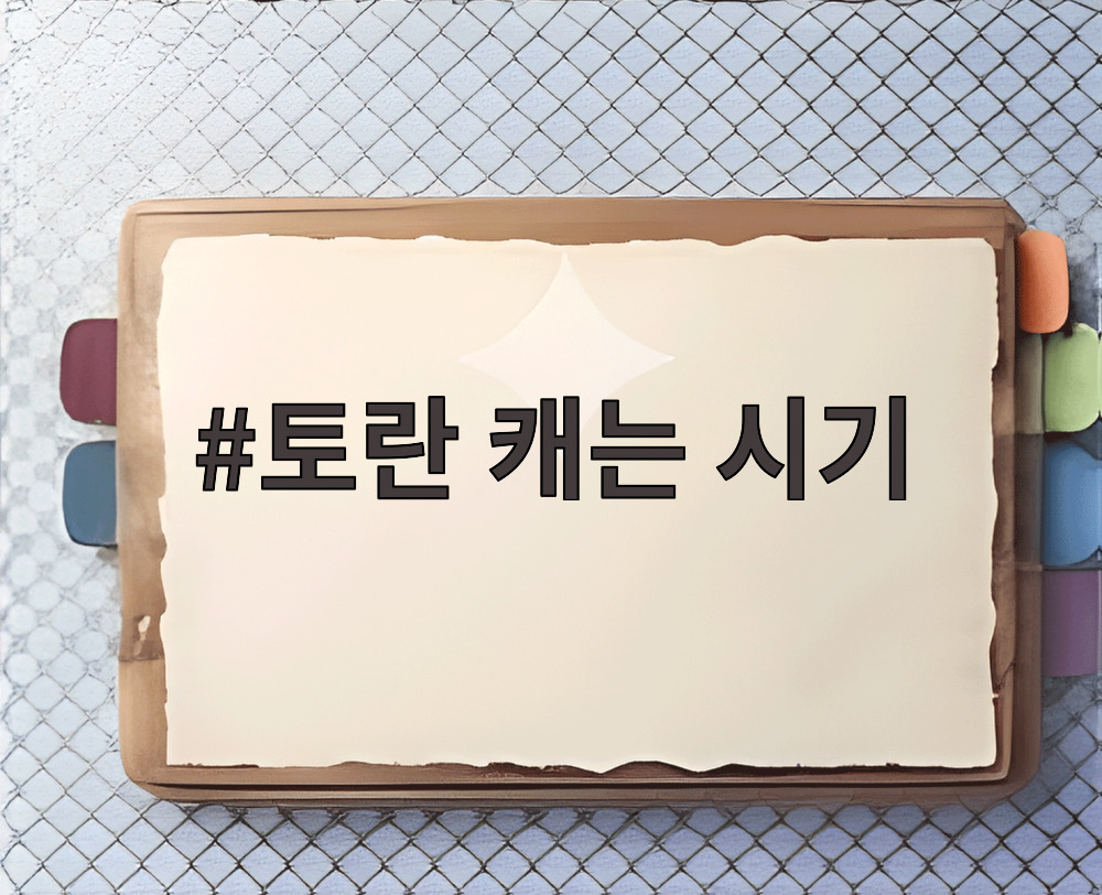 토란 캐는 시기