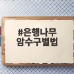 은행나무 암수구별법 이것만 알면 가을 냄새 걱정 끝입니다 은행나무 암수구별법