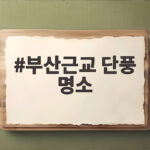 부산근교 단풍 명소 베스트 3 절정 시기와 포토스팟까지 한번에 부산근교 단풍 명소