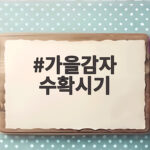 가을감자 수확시기 첫서리 전에 캐야 알이 포슬포슬해요 가을감자 수확시기